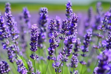 Obraz premium Closeup of vibrant blooming lavender field with purple flowers in natural light, showcasing the beauty of nature and floral plants in a tranquil and serene agricultural landscape