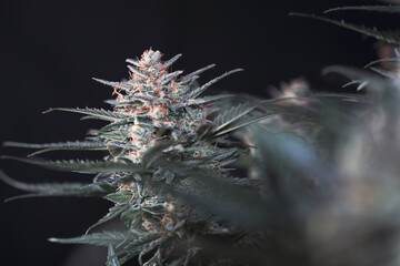 Close-up of Jack Herer cannabis plant with frosty trichomes against a dark background.
