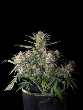 Close-up of a cannabis plant in full flower in a fabric pot against a black background. Jack Herer