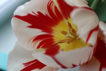 Red and white extraordinary tulip, macro photography. Tenderness tulip close up.