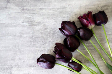 Bouquet of black and purple tulips on the grey textured background. 