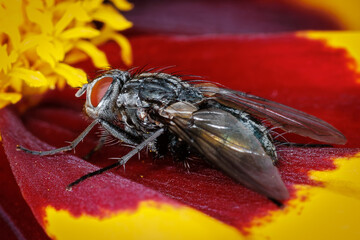 Fly