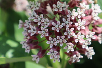 Asclepias syriaca macro photography. Common Milkweed. Wildflower.