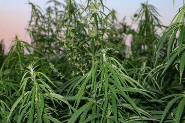 Cannabis field. Cannabis plant, close up.