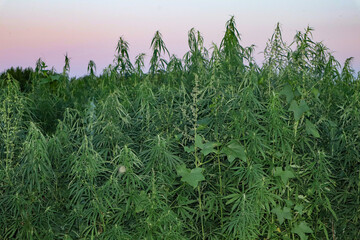 Cannabis field. Cannabis plant, close up.