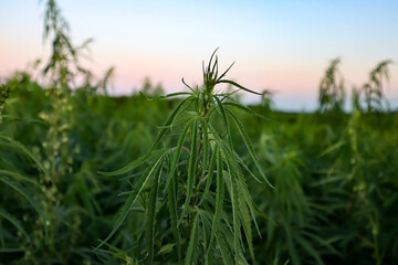 Cannabis field. Cannabis plant, close up.