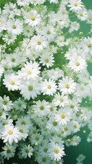 Fototapeta premium White flowers in green field nature outdoors blossom.