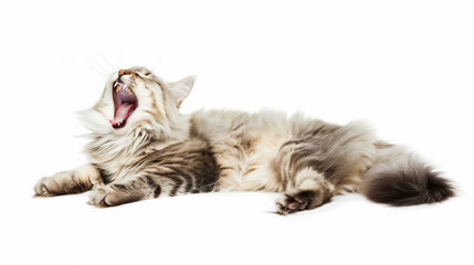 Fototapeta premium Full body shot of Siberian Cat cat yawning. white background, isolated.