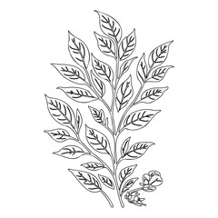 viburnum leaf floral outline illustration sketch