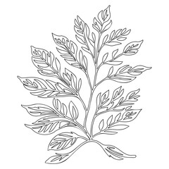 viburnum leaf floral outline illustration sketch