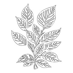 viburnum leaf floral outline illustration sketch