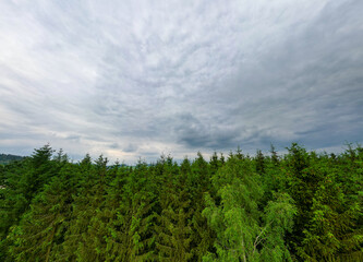 Stunning view of lush green forest trees under a captivating cloudy sky, perfect for nature-themed projects.