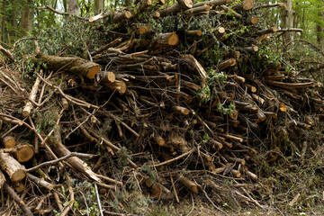 Tops of the felled trees, unpeeled from branches and branches, are neatly stacked