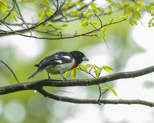 Rosebreasted grosbeak on a branch in a forest