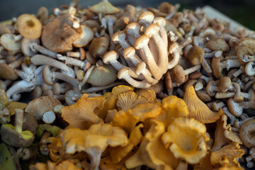 Mushrooms collected in the forest: honey agaric, chanterelle and others. Concept of harvest autumn.