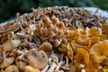 Mushrooms collected in the forest: honey agaric, chanterelle and others. Concept of harvest autumn.