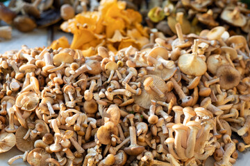 Mushrooms collected in the forest: honey agaric, chanterelle and others. Concept of harvest autumn.