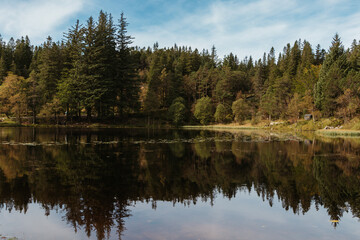 Obraz premium The peaceful forest of Bergen, and its reflection