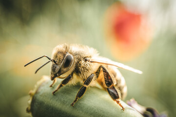 Bee close-up