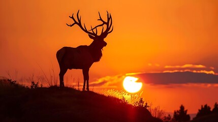 Majestic Elk Silhouette at Sunset
