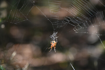 Underside View of an Orbweaver Spiders Abdomen