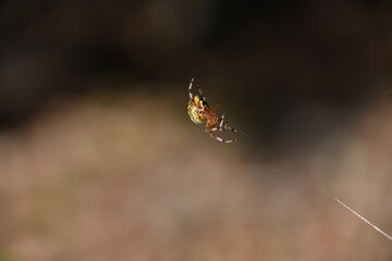 Patterned Marble Orbweaver Spider on a Silken Thread