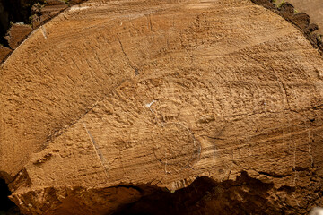 Texture on a cut of an old tree with bark and veins of calcite in cracks