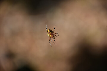 Climbing and Crawling Spider with a Patterned Abdomen