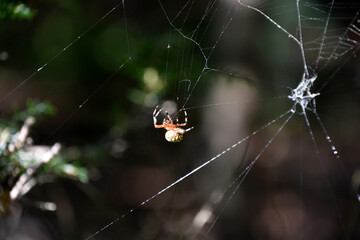 Sticky Tentacles of an Orbweaver Spider in a Web