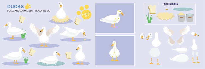 Cute Male Duck Drake Character ready to animate and rig. Vector collection with multiple poses and positions, swimming, sitting, flapping, eating.