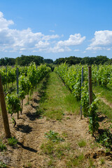 Rows of vines in vineyard at Chateau Lafitte Yvrac Bordeaux Gironde France