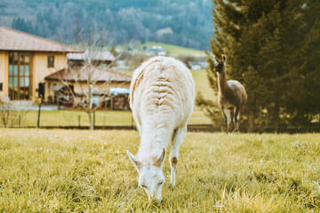 Adorable white llama grazing in countryside