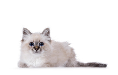 Cute tabby Sacred Birman cat kitten, laying down side ways. Looking straight to camera with breed specific blue eyes. Isolated on a white background.
