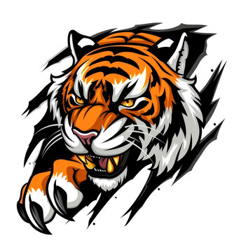vector art tiger ripping through Shirt
