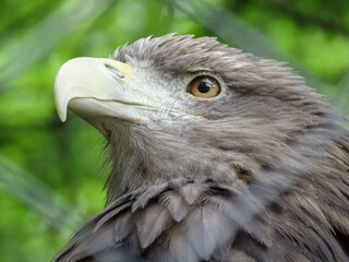 White-tailed eagle (Haliaeetus albicilla) at zoo
