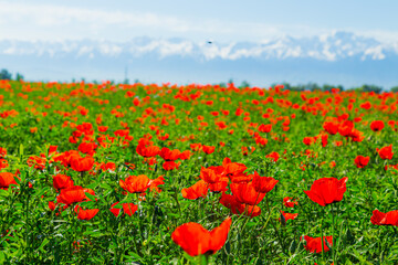 Field of red poppy flowers on a clear sunny day. In the background are snow-capped mountains.