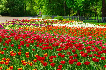 Multicolored tulips are blooming in the park. Annual Tulip Festival in St. Petersburg.