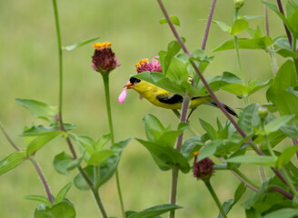 Goldfinch eating on zinnia flower