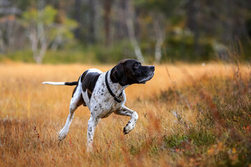 Dog english pointer