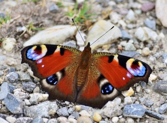 Tagpfauenauge (Aglais io) dorsal, Marchegg