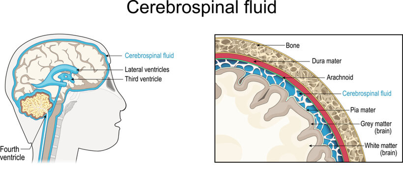 Cerebrospinal fluid. Cross section of a human brain with Ventricular system