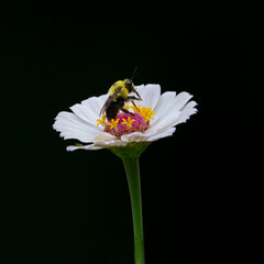 bumble bee on white flower with dark background