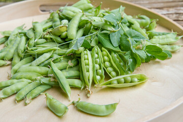 Freshly gathered pea pods , some open with seeds visible, on a wooden tray