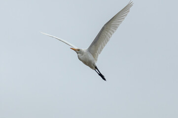 great egret in flight
