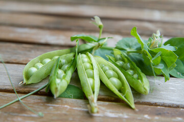 Freshly gathered pea pods , with seeds visible and decorated with pea plant leaves, on a wooden table