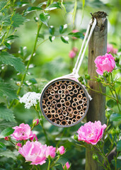 Handmade bug hotels made from upcycled rusty food cans hangin in cottage garden around pink rosa flowers. Create a DIY bug hotel for garden. Kids craft and helping wild animals concept.
