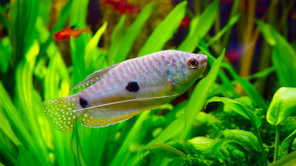 fish Blue gouram in aquarium