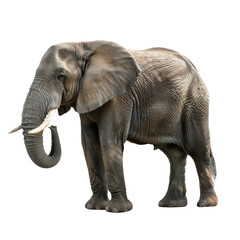 Obraz premium Majestic African Elephant on White Background