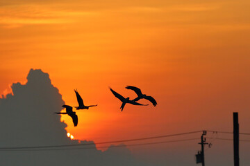Beautiful Macaw parrots flying in the sky during sunset. Free flying bird