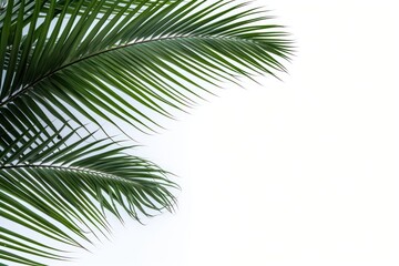 Coconut palm leaves on left corner backgrounds outdoors nature.